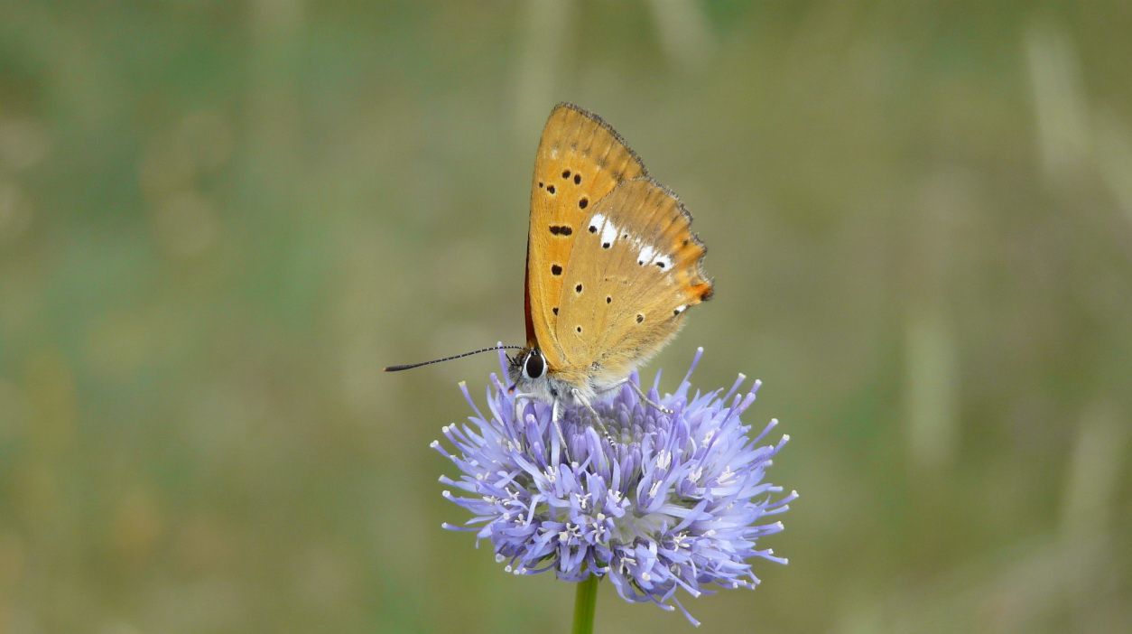 Motyl polski - autor Justyna Kierat