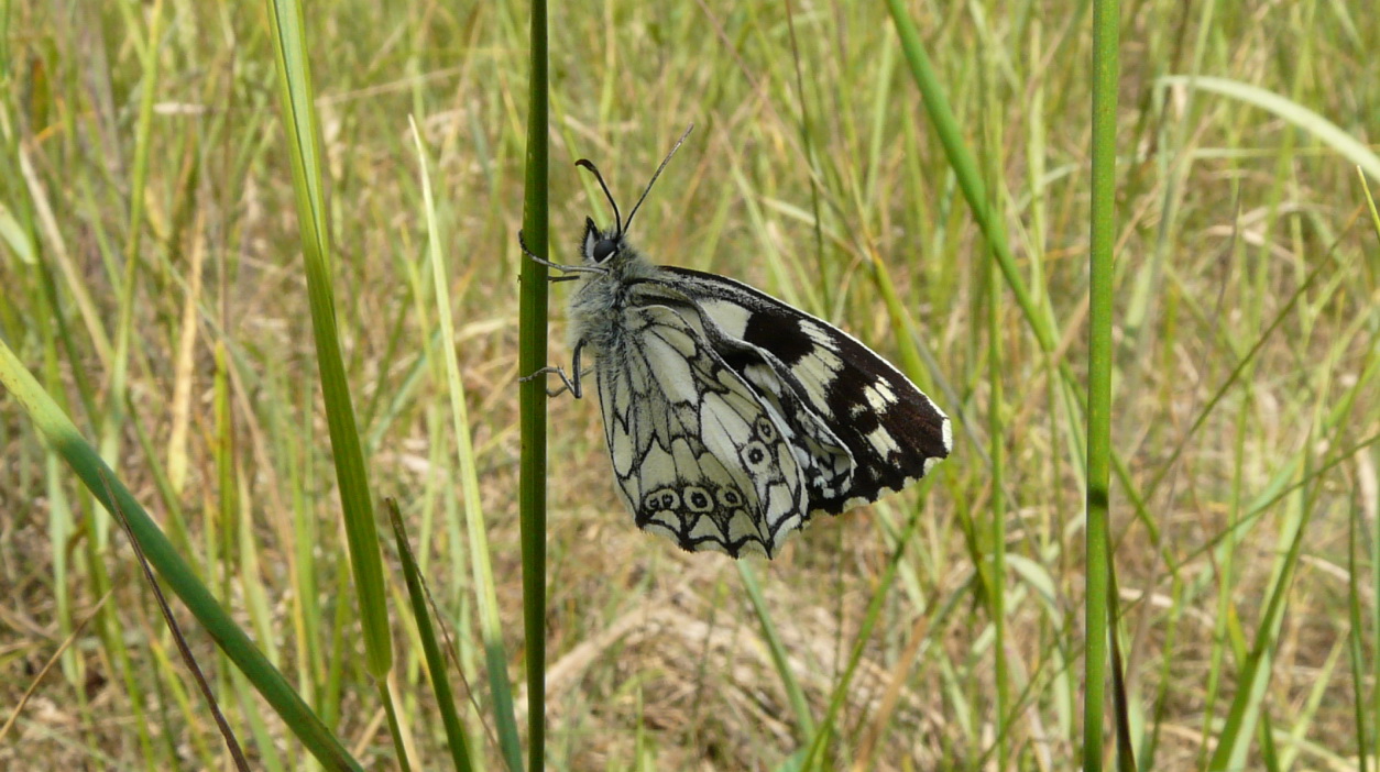 Motyl polski - autor Justyna Kierat